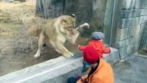 Ce lion a terriblement envie de jouer avec ce bébé... ou de le manger