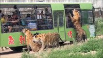 Ce parc animalier est incroyable : entouré par les tigres de Sibérie
