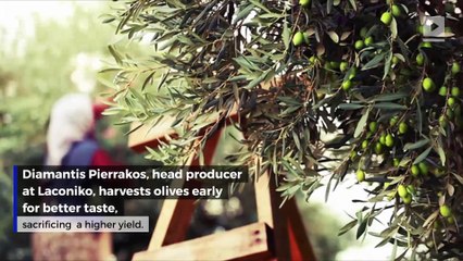 Why Good Olive Oil Costs So Much