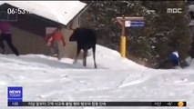 [투데이 영상] 스키장 출몰한 야생 '무스'