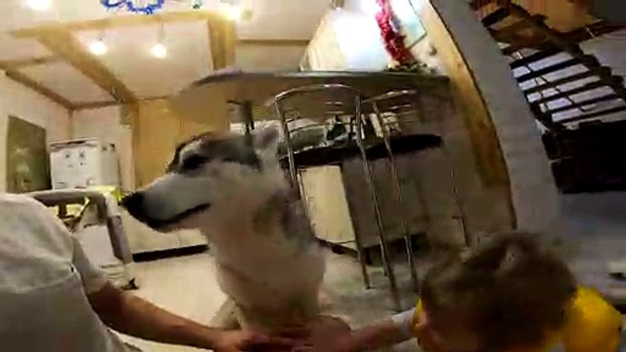 The first baby grown Husky.