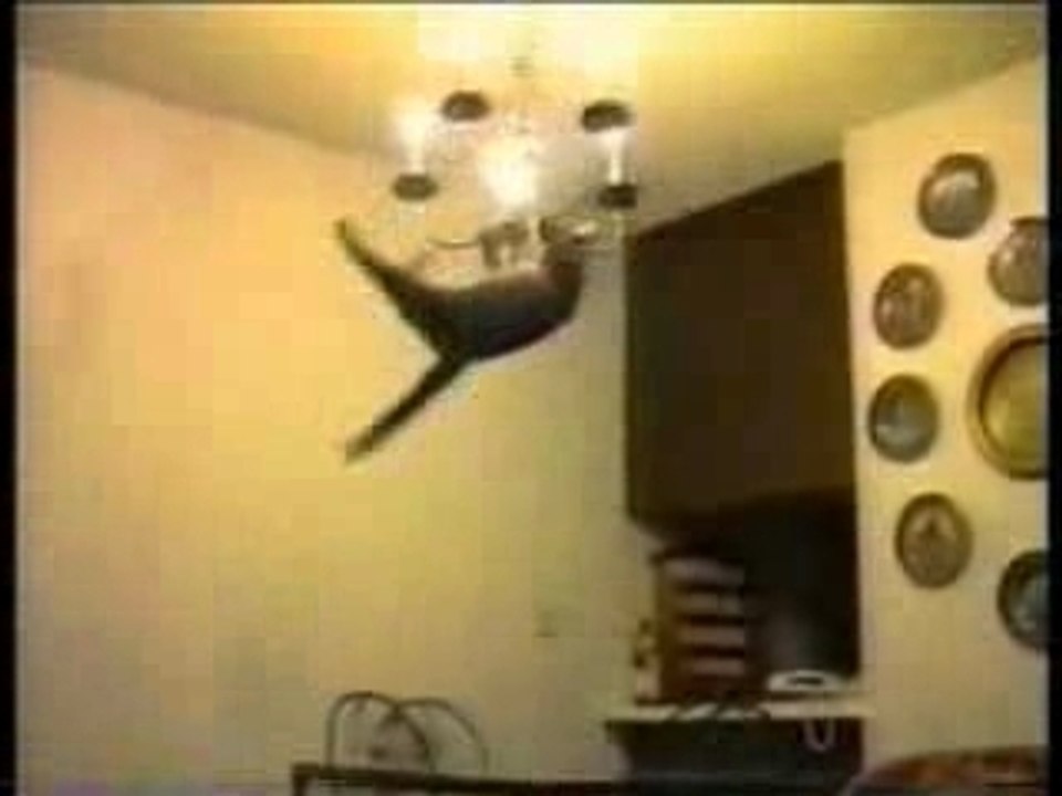 compilation de chat tres drole