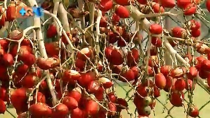 mqn-mario-marimba-240119