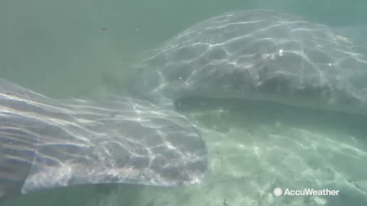 Manatees move into springs as temperatures drop