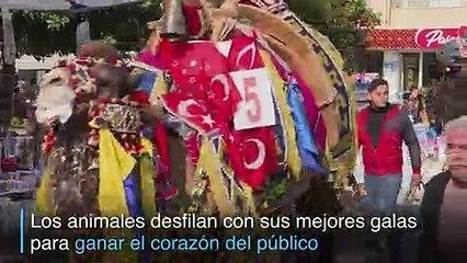 Las peleas de camellos, una tradición centenaria en Turquía