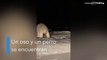 Un perro y oso polar se hacen amigos