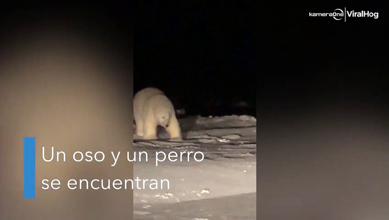 Un perro y oso polar se hacen amigos