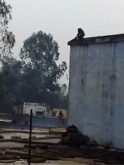 Monkey ON THE ROOF EATING SUGAR CANE.