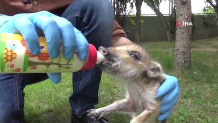 Bursa'da 173 Yaban Hayvanı Tedavi Edildi