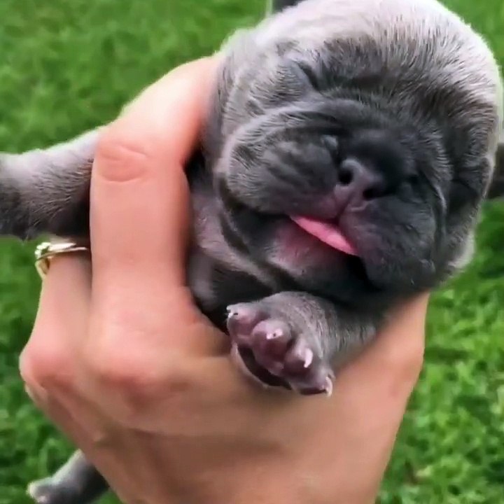 Littlest two week old puppy