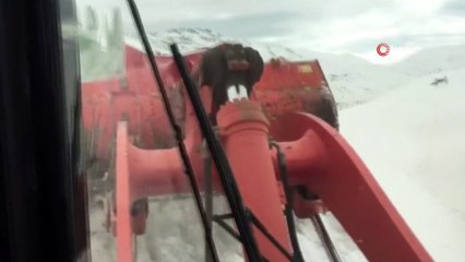 Karda mahsur kalan at 5 saatlik çalışmayla kurtarıldı