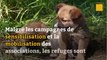 Les cas de maltraitance et d’abandons d'animaux