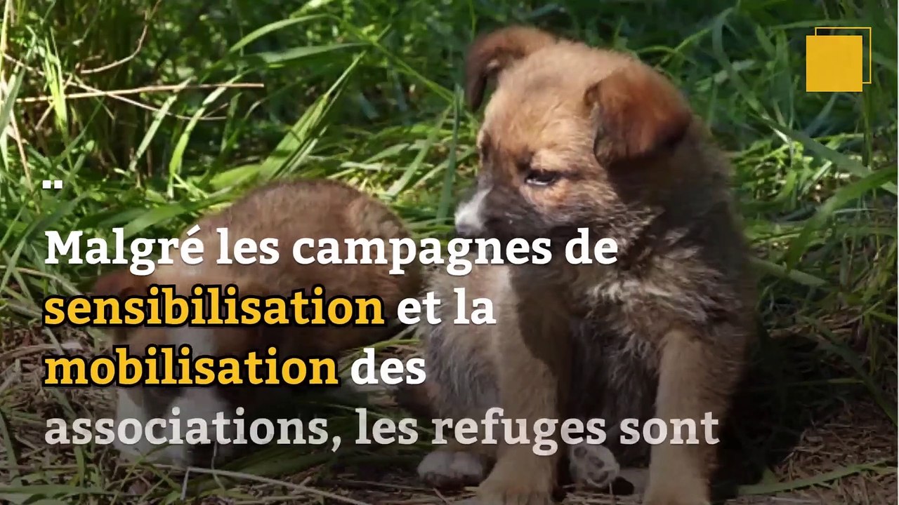 Les cas de maltraitance et d’abandons d'animaux