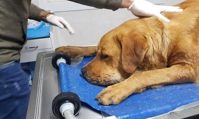 Silivri'de sokak köpeği tüfekle vuruldu