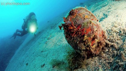 Les grandes nacres de Méditerranée à l'agonie