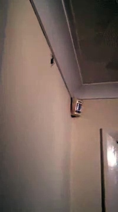 Il arrive à tuer une araignée avec un lancé de... fléchette !