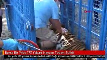 Bursa Bir Yılda 173 Yabani Hayvan Tedavi Edildi
