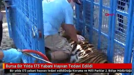 Bursa Bir Yılda 173 Yabani Hayvan Tedavi Edildi
