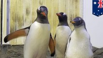 Pasangan penguin sesama jenis besarkan bayi penguin betina - TomoNews