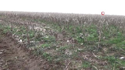Mısırı Yağış Vurdu... Mısırı Toplayamayan Çiftçiler, Çareyi Paletli Biçerdöverde Buldu