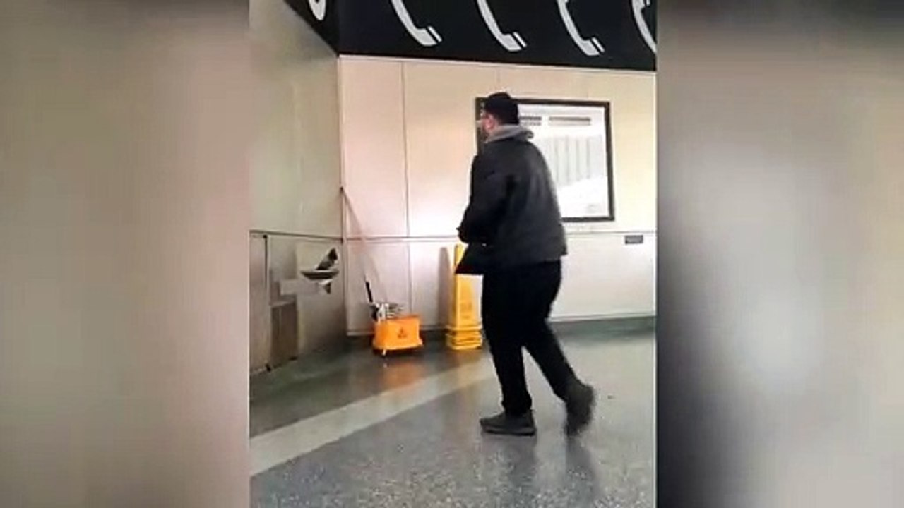 Un pigeon attend sur un lavabo pour qu'on lui ouvre le robinet