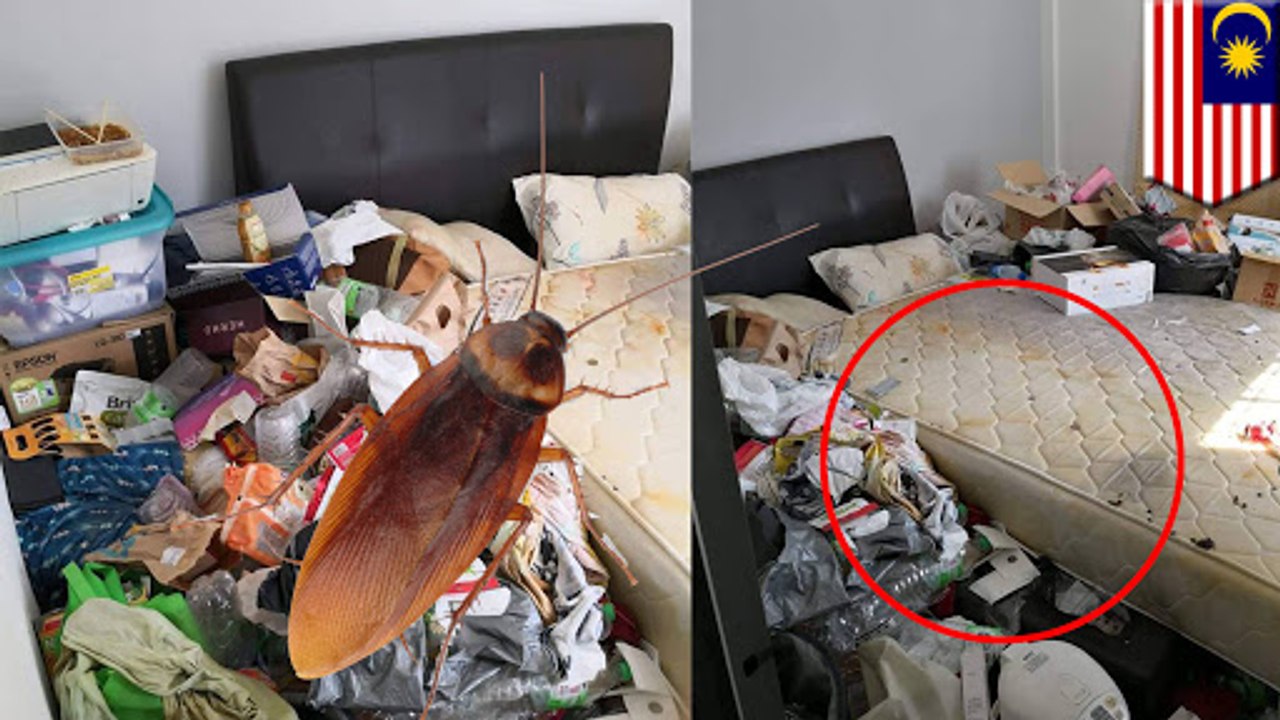 어디에서 자꾸 바퀴벌레가? 알고보니 한 룸메이트의 방이 바퀴벌레로 바글바글