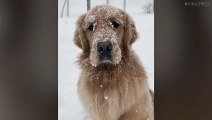 Golden Retriever In The Snow
