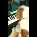 Il crée de la musique.. avec son chien qui joue au piano !