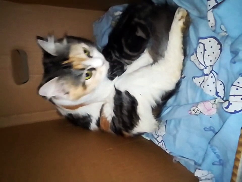 Adorable Mom Cat Licking Her Kitty After Wake Up