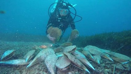 La nacra, tesoro del Mediterráneo, agoniza