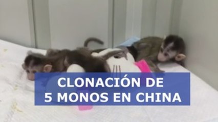 5 monos alterados genéticamente para analizar trastornos humanos