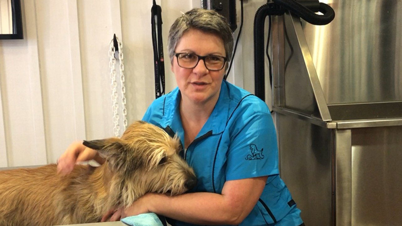 Chats et chiens se jettent dans le bain