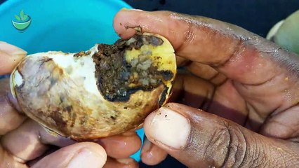 How to be like Virgin Again using Mango Seed