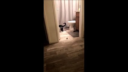 Ce chat qui se complique la vie fait mourir de rire les internautes