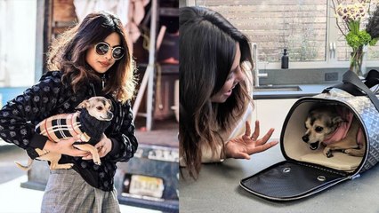 Priyanka Chopra’s beloved pooch Diana gets a travel bag worth over Rs 1 lakh; Check Out! | FilmiBeat