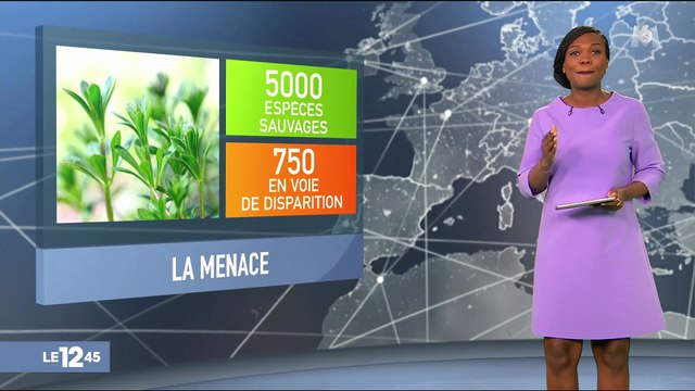 15% des fleurs sauvages de France sont menacées de disparition