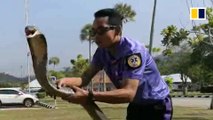 Fireman catches giant cobra with bare hands