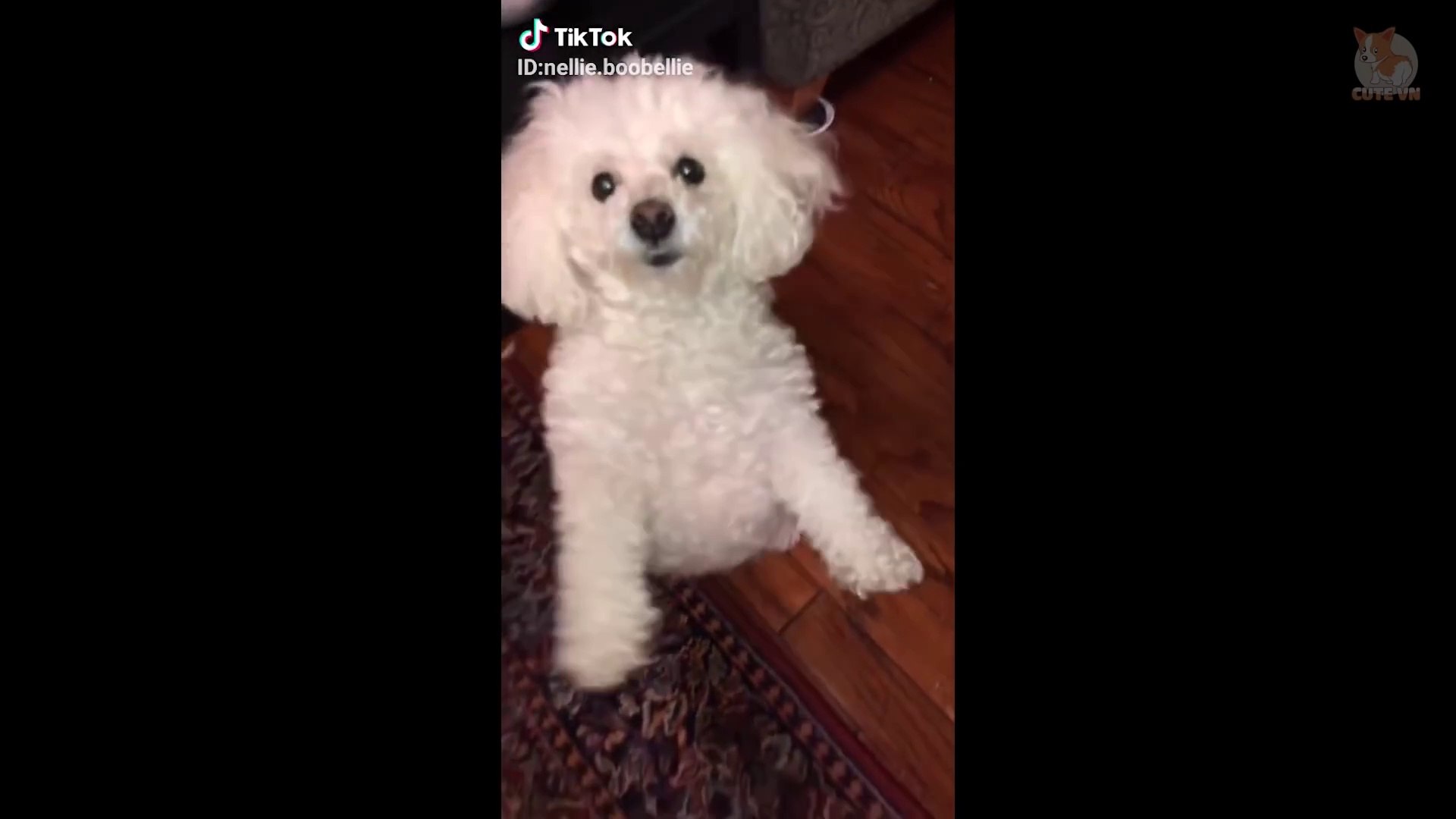⁣TikTok Pets- Funny and Cute Pets Compilation  #1