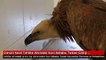 Denizli Nesli Tehlike Altındaki Kızıl Akbaba, Tedavi Edilip Doğaya Salındı