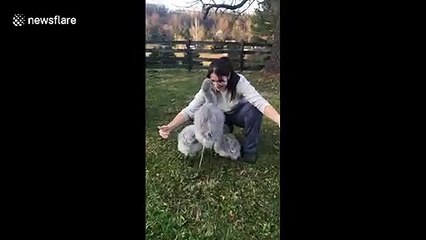 Trio of baby flamingos run to hug their human 'mama' at Virginia zoo