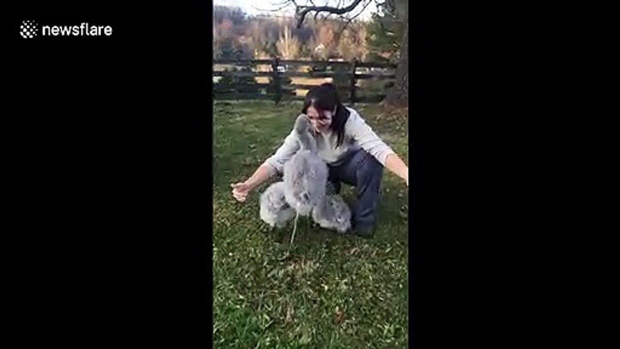 Trio of baby flamingos run to hug their human 'mama' at Virginia zoo