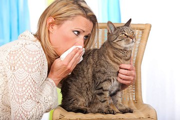 Quel chat choisir si vous êtes allergiques ?
