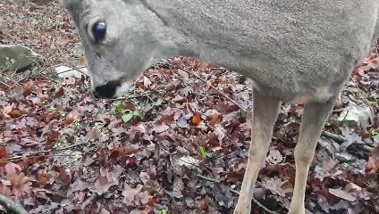 Karaca Geyik Yavrusu