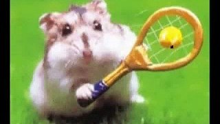 Cute hamster dance | Peppa Wee