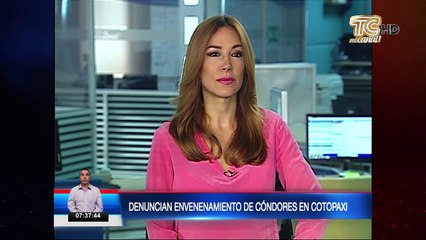 Denuncian envenenamiento de cóndores en Cotopaxi