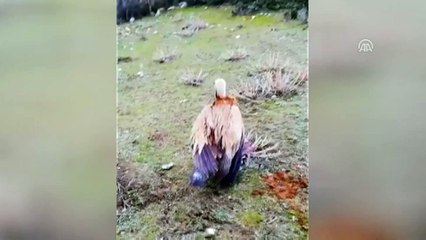 Tedavisi tamamlanan kızıl akbaba doğaya salındı - DENİZLİ