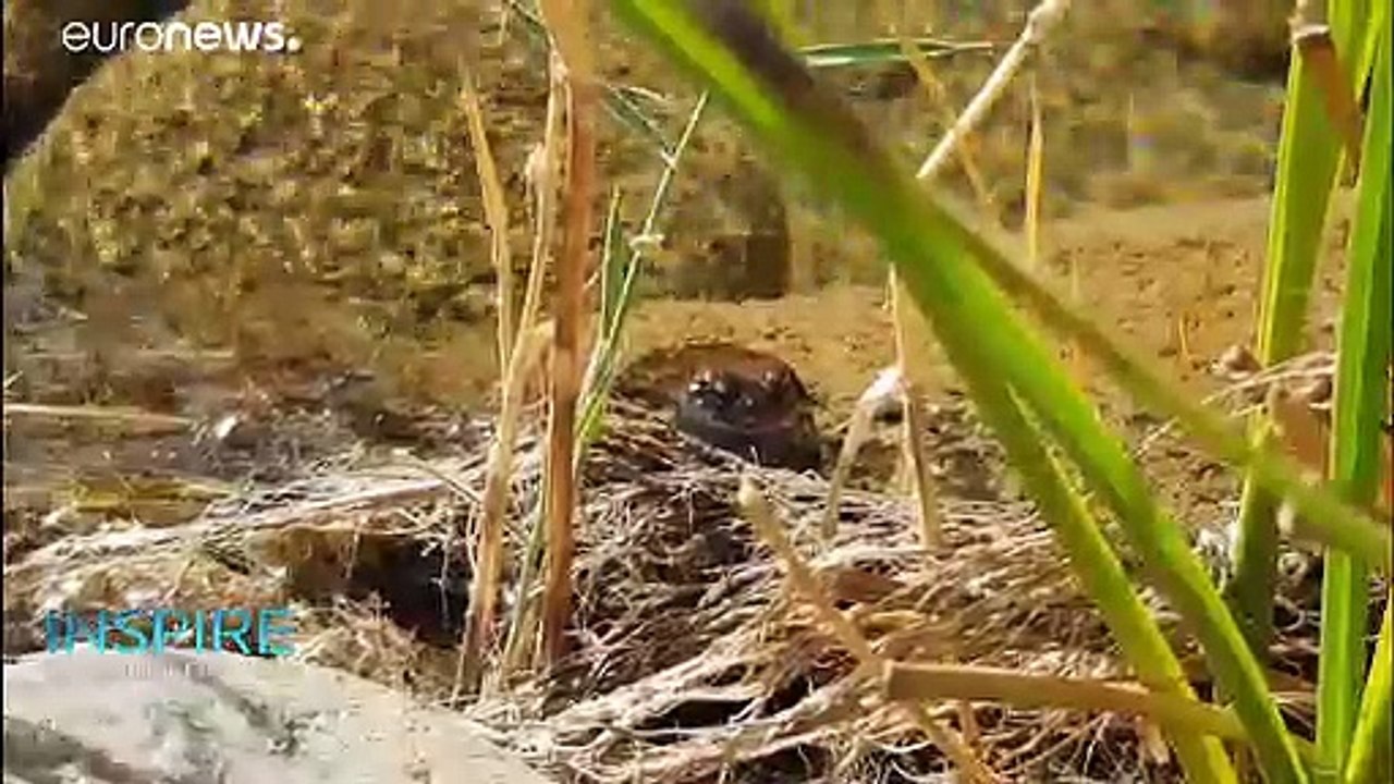 Endangered species find refuge in UAE national parks