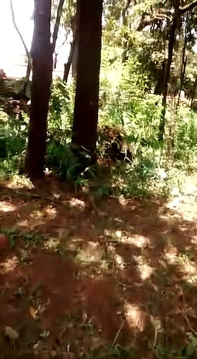 Video mostra destruição após barragem romper em Brumadinho (MG)