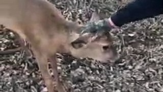 Man rescues buck, immediately gets attacked by it