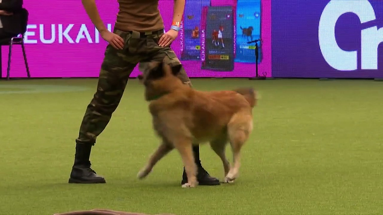 Amazing Dog Performs CPR - Crufts 2017